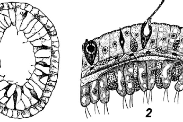 Kraken site
