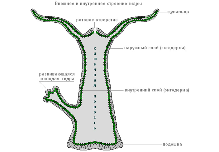 Сайт тор кракен